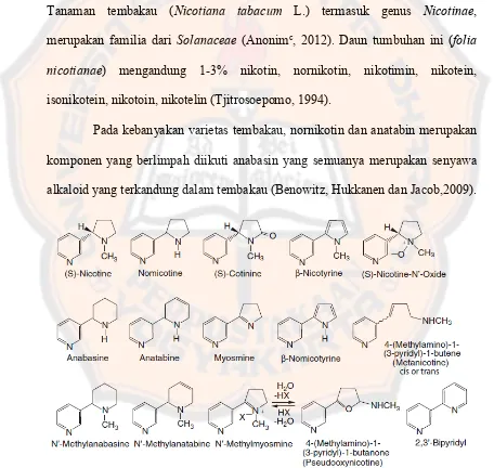 Gambar 2. Stuktur dari macam alkaloid yang terdapat dalam tembakau (Benowitz, Hukkanen dan Jacob,2009)  