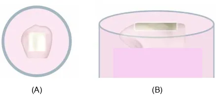 Gambar 2. Mahkota gigi yang telah ditanam dalam resin akrilik self cure (A) terlihat dari atas, (B) terlihat dari samping