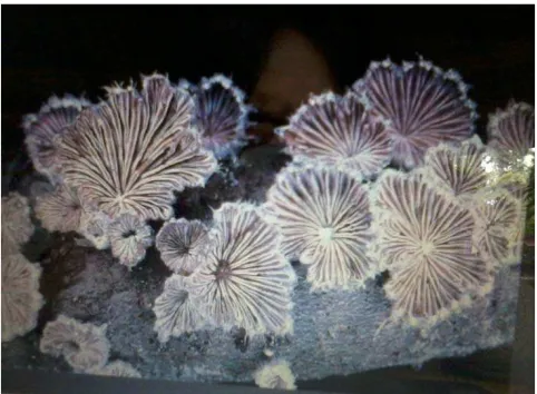 Gambar 2: Fungi Schizophyllum commune 