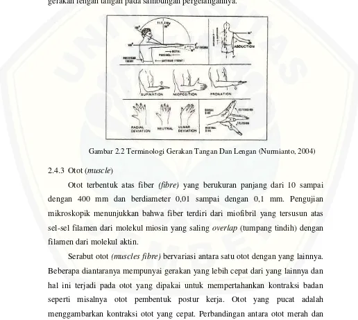 Gambar 2.2 Terminologi Gerakan Tangan Dan Lengan (Nurmianto, 2004)  