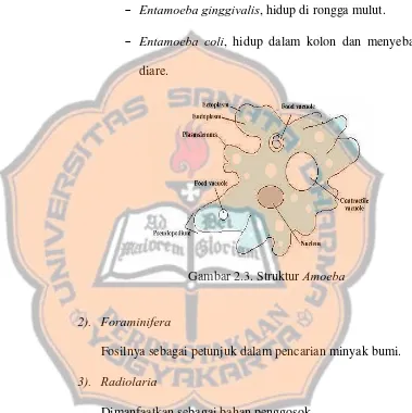 Gambar 2.3. Struktur Amoeba 
