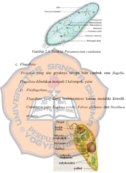 Gambar  2.5. Struktur Euglena