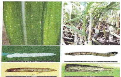 Gambar 9. Penggerek Batang Tebu Chilo auricillius D. 