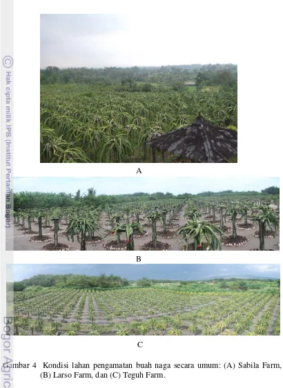 Gambar 4  Kondisi lahan pengamatan buah naga secara umum: (A) Sabila Farm, 