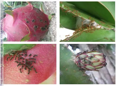 Gambar 8  Gejala akibat semut yang menjadi hama dan beberapa spesies semut 