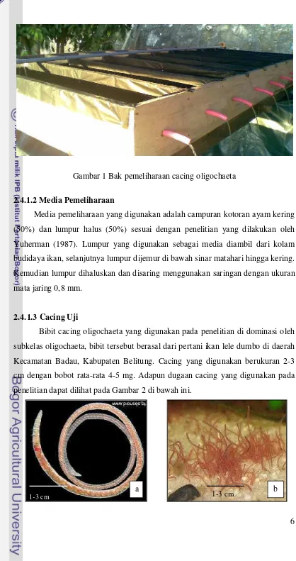 Gambar 1 Bak pemeliharaan cacing oligochaeta 