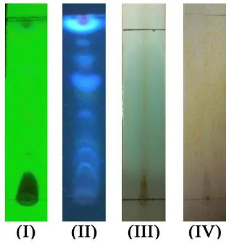 Gambar 2. Hasil uji KLT esktrak air buah Averrhoa bilimbi dengan eluen campuran kloroform, dan etil asetat dengan perbandingan 9.5:0.5 (I)