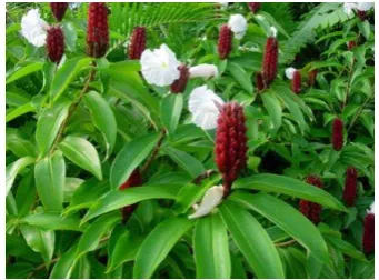 Gambar 1. Tanaman Costus speciousus 