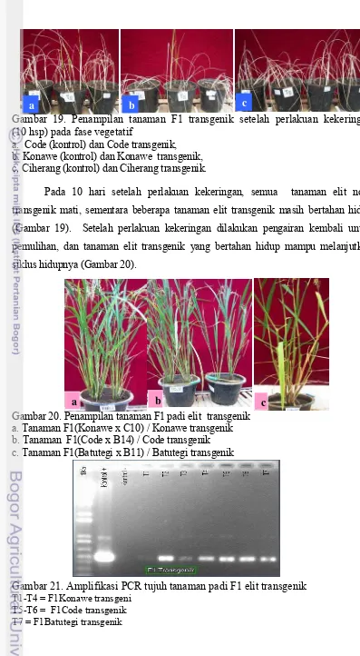 Gambar 19. Penampilan tanaman F1 transgenik setelah perlakuan kekeringan 