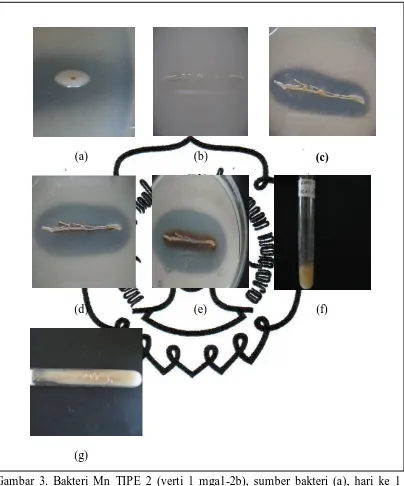 Gambar 3. Bakteri Mn TIPE 2 (verti 1 mga1-2b), sumber bakteri (a), hari ke 1 inkubasi (b), hari ke 5 inkubasi (c), hari ke 10 inkubasi (d), hari ke 20 inkubasi (e), media cair (f), agar miring (g) 