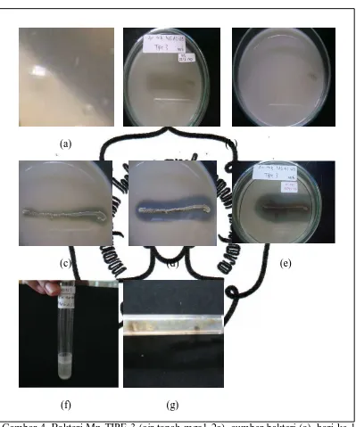 Gambar 4. Bakteri Mn TIPE 3 (air tanah mga1-2a), sumber bakteri (a), hari ke 1 inkubasi (b), hari ke 3 inkubasi (c), hari ke 6 inkubasi (d), hari ke 20 inkubasi (e), media cair (f), agar miring (g) 
