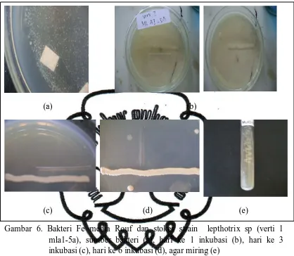 Gambar 6. Bakteri Fe media Rouf dan stokes strain  lepthotrix sp (verti 1 mla1-5a), sumber bakteri (a), hari ke 1 inkubasi (b), hari ke 3 