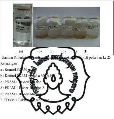 Gambar 8. Perlakuan pemberian bakteri pengoksidasi Mn(II) pada hari ke 25 