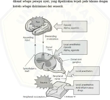 Gambar 2.1 Pain Pathway (Sumber: Harrison’s Principles of  Internal Medicine, 2012)  