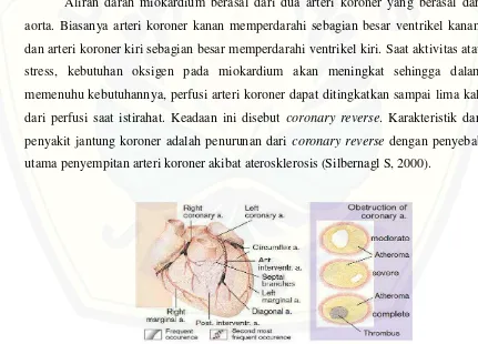 Gambar 2.2 Percabangan arteri koroner dan obstruksi yang terjadi (Silbermagl et al, 2000) 