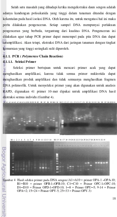 Gambar 4  Hasil seleksi primer pada DNA sengon (A1─A10 = primer OPA-1 –OPA-10; 