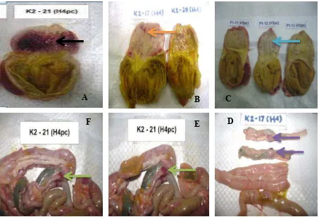 Gambar 6 Perubahan patologi anatomi organ kelompok K2 yang ditantang dengan virus 