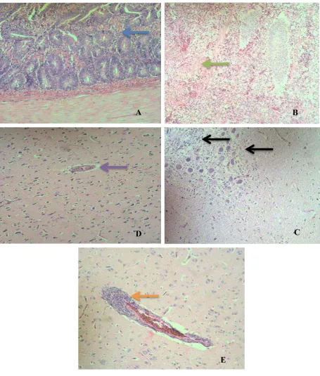 Gambar 8 Perubahan histopatologi duodenum dan otak dengan pewarnaan HE. 