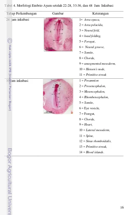 Tabel 4. Morfologi Embrio Ayam setelah 22-28, 33-36, dan 48  Jam  Inkubasi