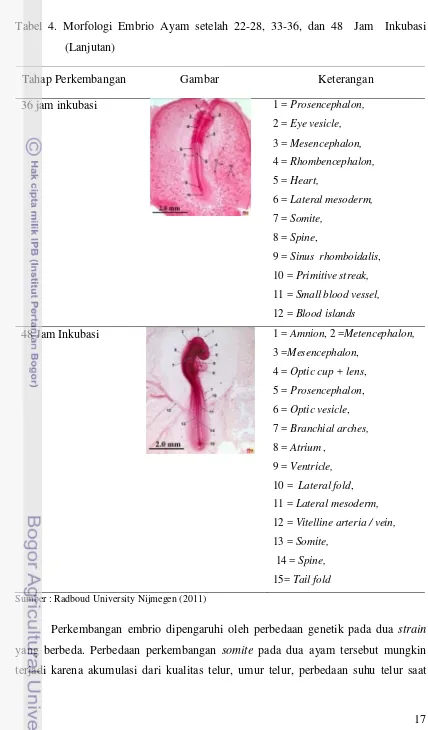 Tabel 4. Morfologi Embrio Ayam setelah 22-28, 33-36, dan 48  Jam  Inkubasi 