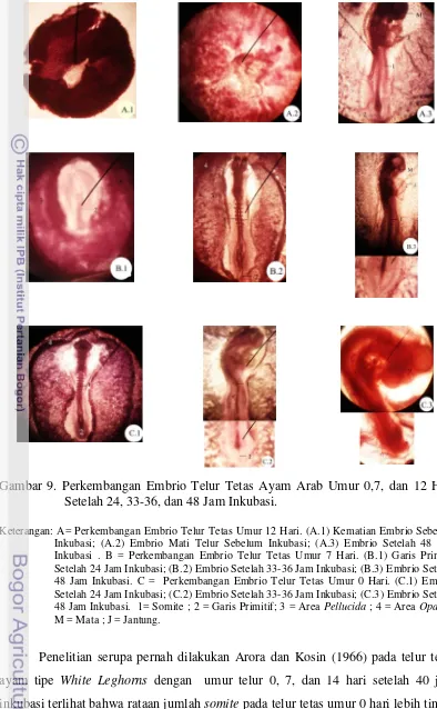 Gambar 9. Perkembangan Embrio Telur Tetas Ayam Arab Umur 0,7, dan 12 Hari 