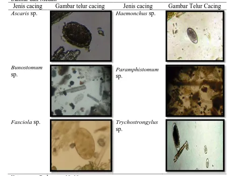 Tabel 4.2. Gambar Telur Cacing Yang Ditemukan Pada Feses Sapi di Rumah Potong Hewan Siantar dan Medan Jenis cacing Gambar telur cacing Jenis cacing Gambar Telur Cacing 