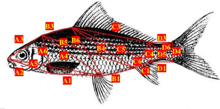 Gambar 2 Truss morfometrik ikan nilem (Mulyasari 2010). 