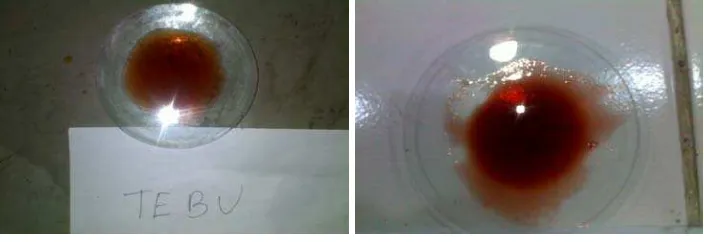 Gambar 3. kenampakan perekat dari ampas tebu (A), kulit kacang (B)  