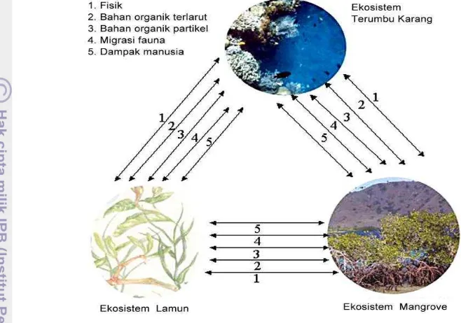 Gambar 3 Keterkaitan fungsi ekologis ekosistem terumbu karang, mangrove 