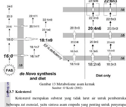 Gambar 13 Metabolisme asam kemak 