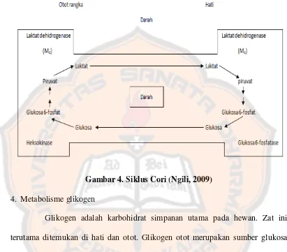 Gambar 4. Siklus Cori (Ngili, 2009)