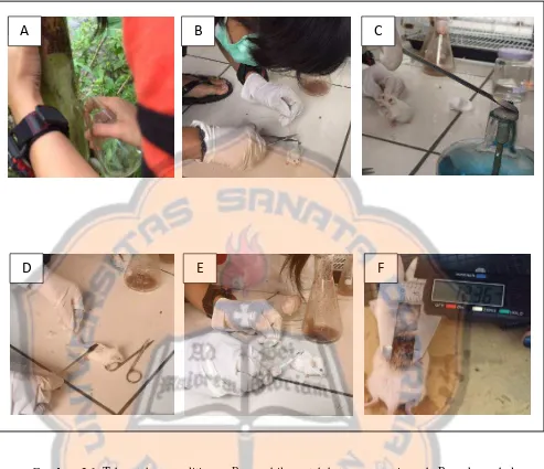 Gambar. 3.1.mencit c. Pemanasan scalpel di atas Bunsen d. Penempelan scalpel panas pada punggung mencit e