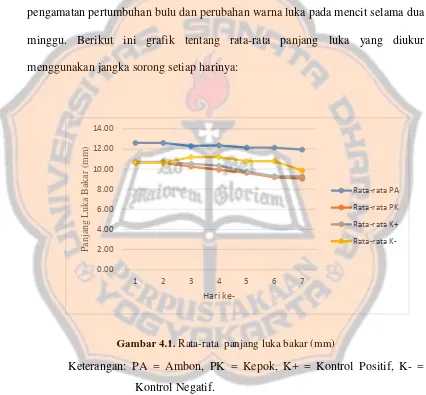 Gambar 4.1. Rata-rata  panjang luka bakar (mm) 