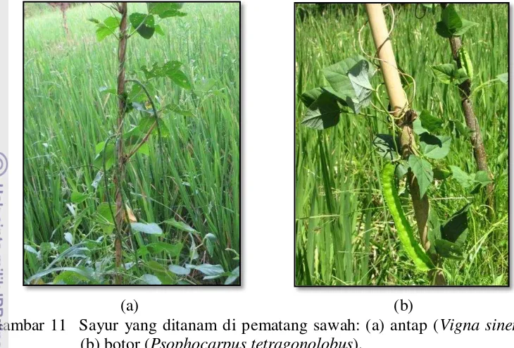 Gambar 11  Sayur yang ditanam di pematang sawah: (a) antap (Vigna sinensis); 