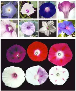 Gambar 1. Jenis bunga Ipomoea (Sumber: http://www.nature.com/nrg/journal/v4/n3/images/nrg1023-f1.jpg) 