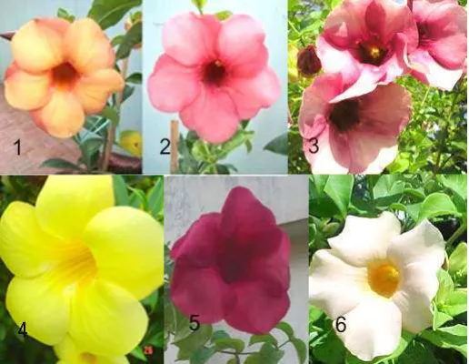 Gambar 2. Jenis bunga Alamanda 