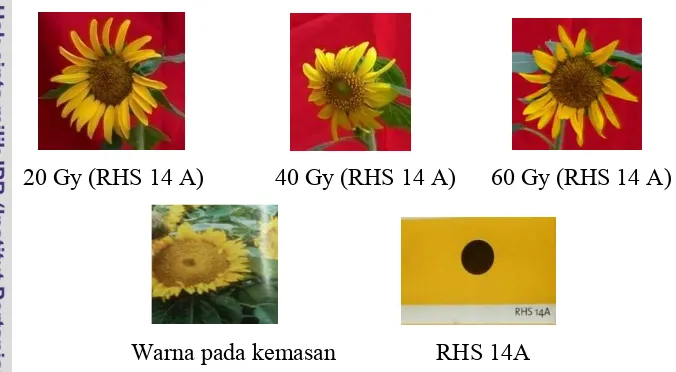 Gambar 14. Keragaan Bunga Varietas Sunspot 