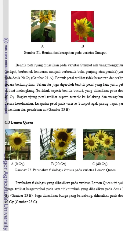 Gambar 22. Perubahan fisiologis khusus pada varietas Lemon Queen 