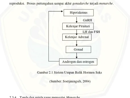 Gambar 2.1 Sistem Umpan Balik Hormon Seks 