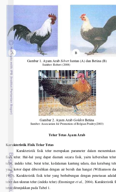 Gambar 1. Ayam Arab Silver Jantan (A) dan Betina (B) 