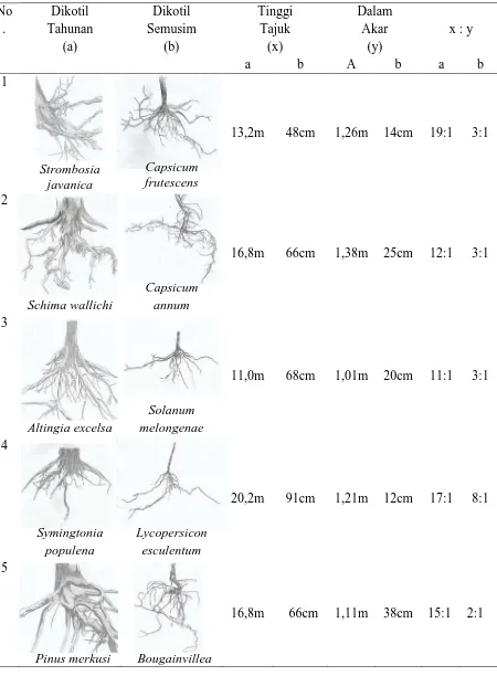 Tabel 6. Perbandingan Dalam Akar Dengan Tinggi Tumbuhan Dikotil 