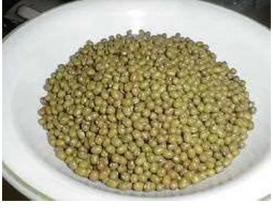 Gambar.1 Kacang Hijau 