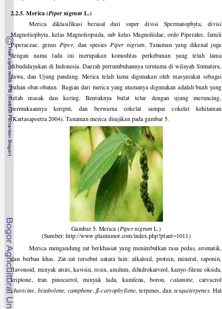 Gambar 5. Merica (Piper nigrum L.) 