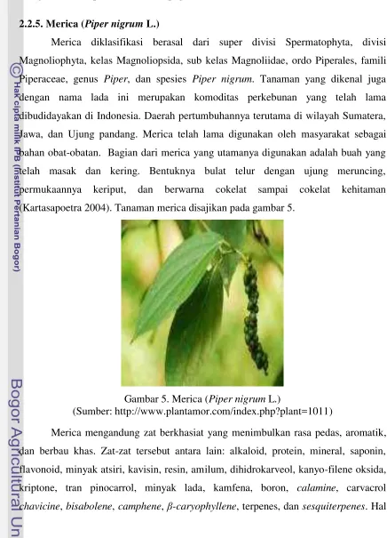 Gambar 5. Merica (Piper nigrum L.) 