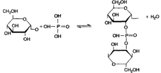 Gambar 2.5 Mekanisme Reaksi Aktifasi dengan Aktifator H3PO4 (22) 