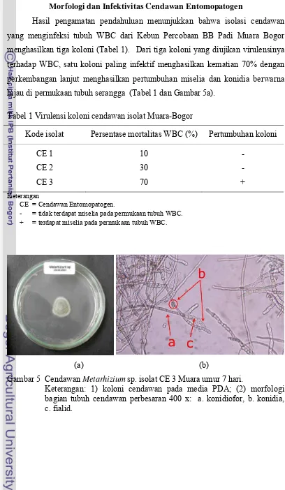 Tabel 1 Virulensi koloni cendawan isolat Muara-Bogor 