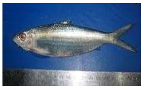 Gambar 4 Ikan tembang atau Sardinella fimbriatta 