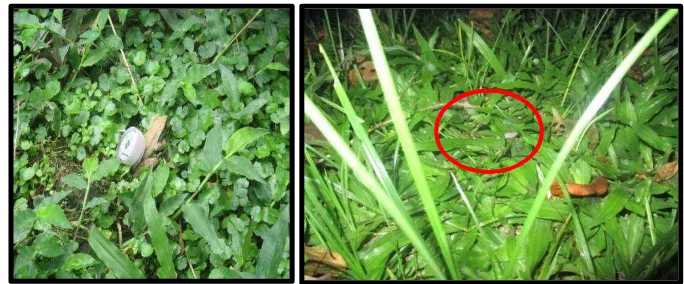 Gambar 5. Tempat bersembunyi P. leucomystax di tumbuhan herba di daerah                      pembibitan(kiri) dan di rerumputan di daerah pemukiman(kanan)