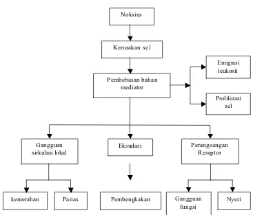 Gambar 1. Patogenesis dan gejala suatu peradangan (Mutschler, 1986)