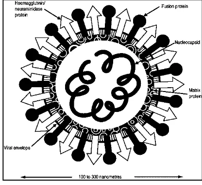Gambar 1  Skematis virus ND. (FAO 2004) 